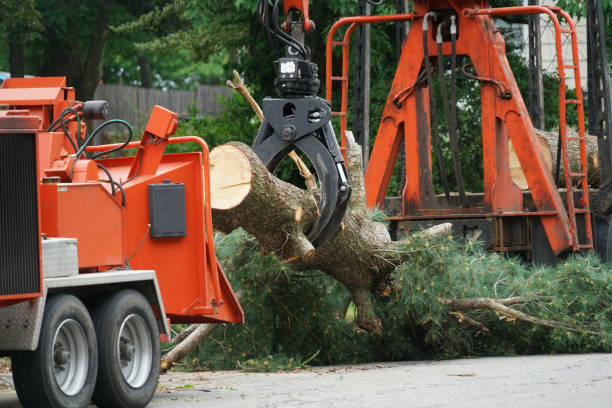 Best Hedge Trimming  in USA